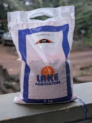 Maize Seed