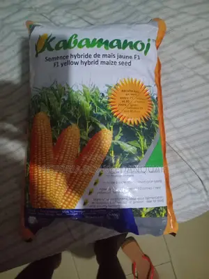 Maize Seed
