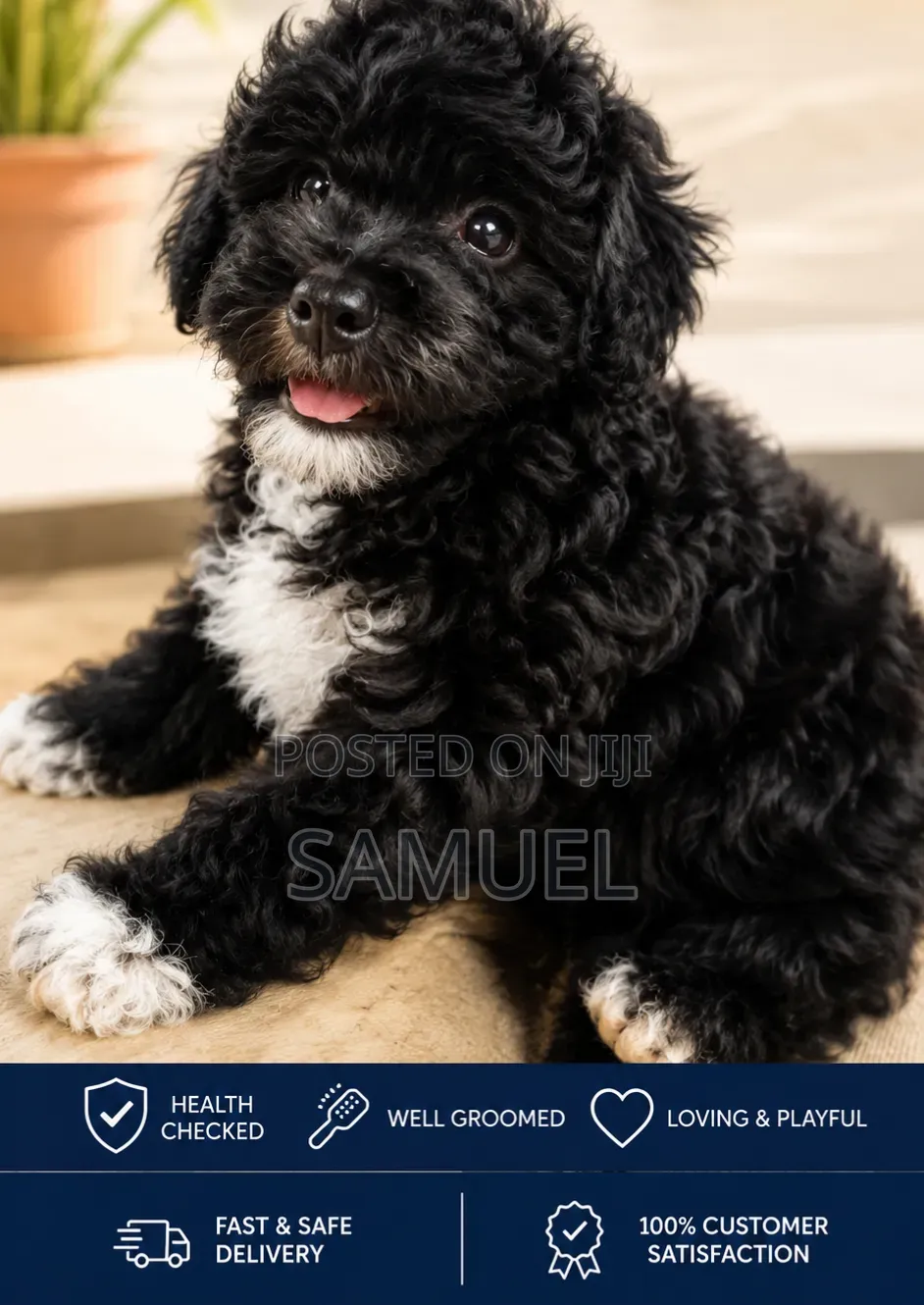 1-3 months Female Purebred Maltipoo