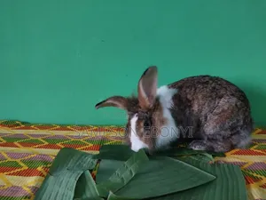 Grilled Rabbits for Sale