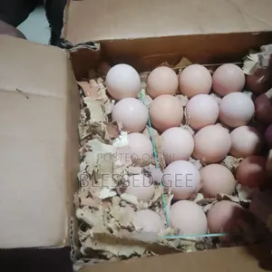 Sasso Fertile Eggs