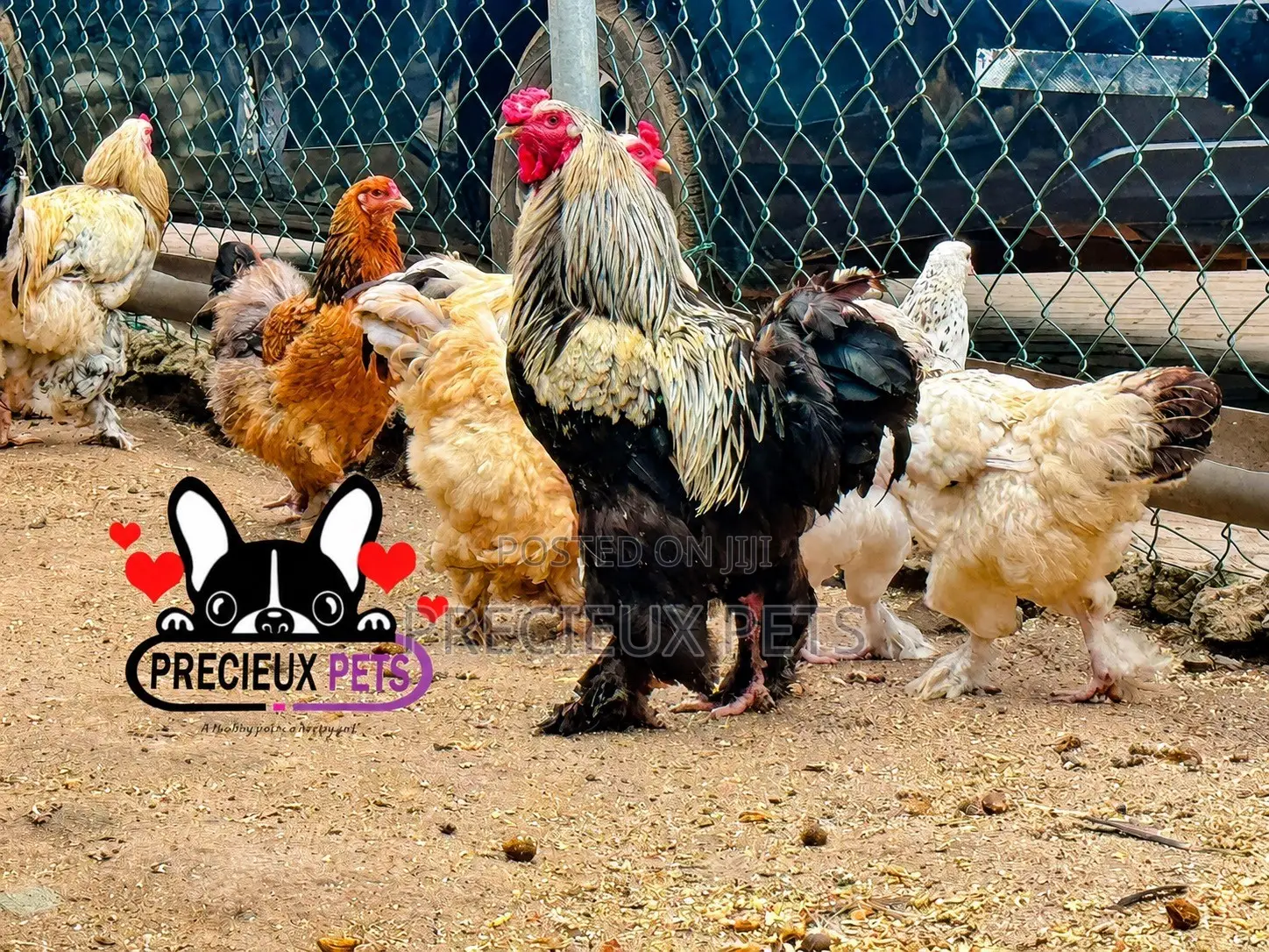 Brahama Chickens