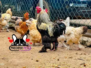 Brahama Chickens