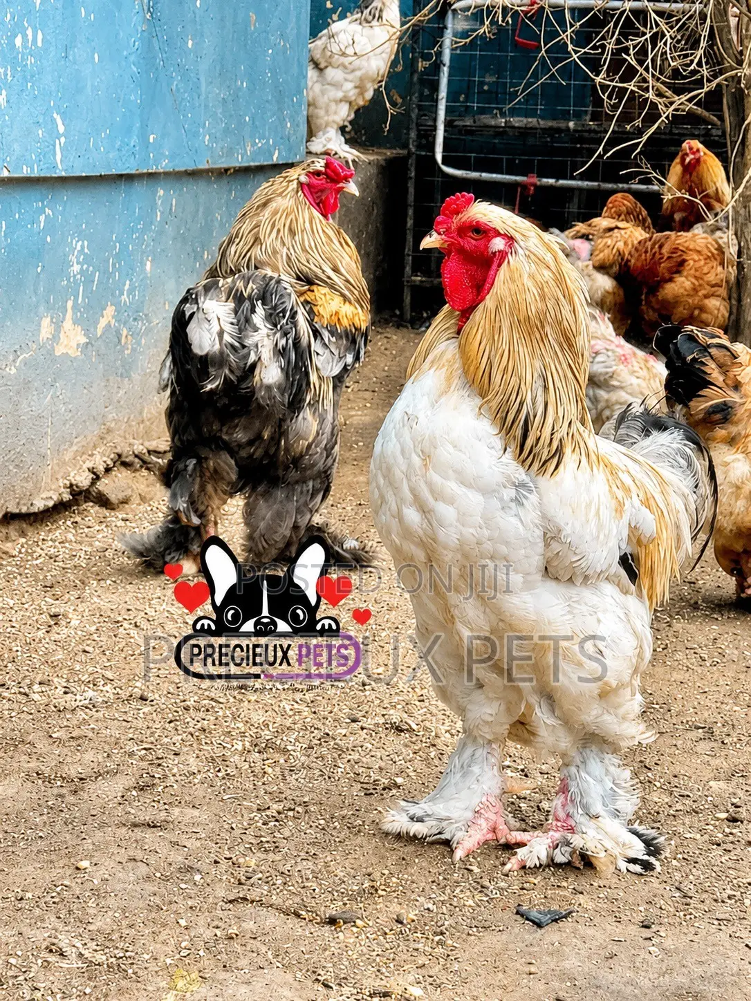 Brahama Chickens