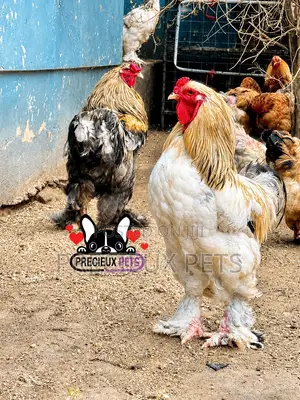 Brahama Chickens