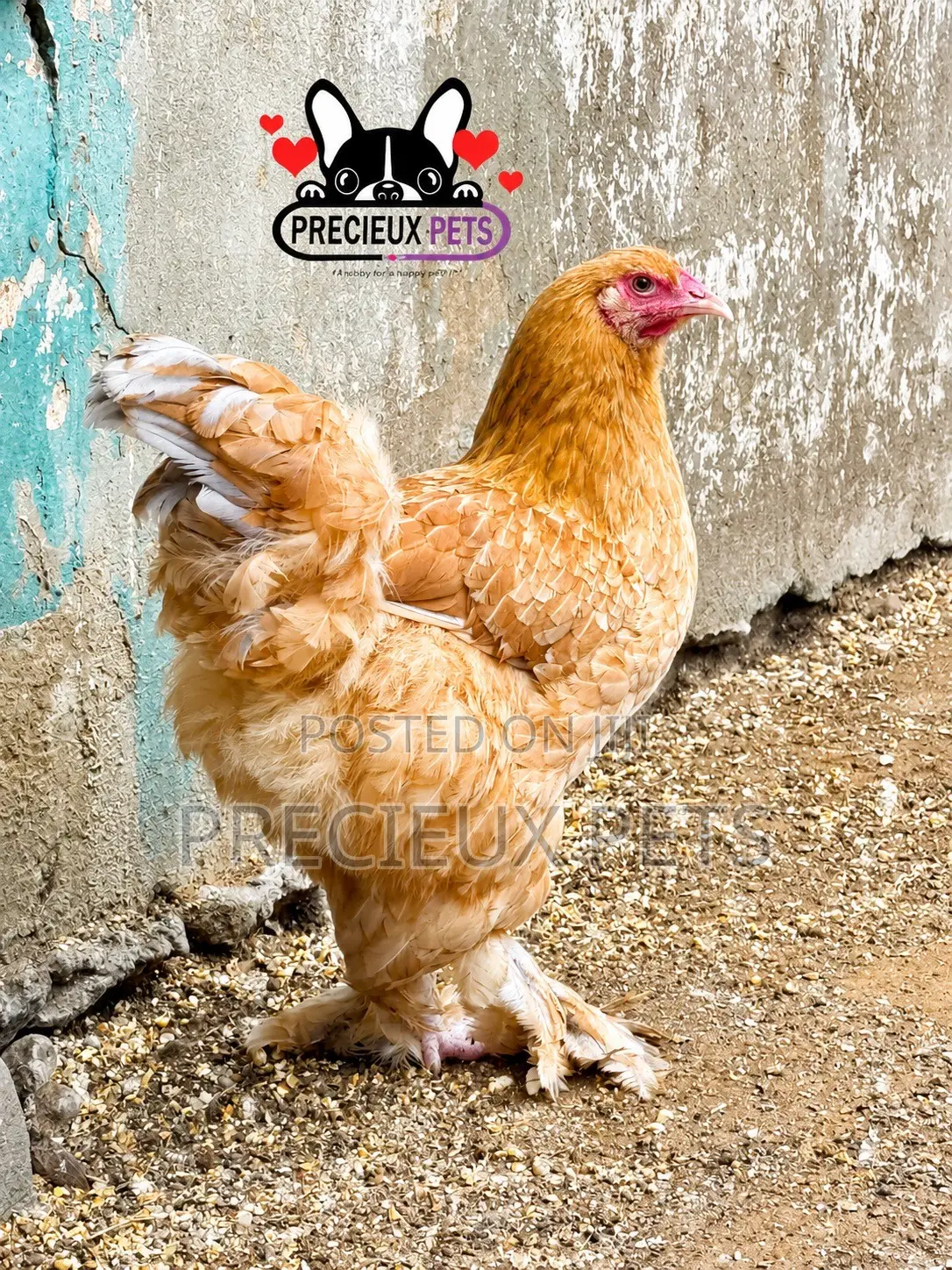 Brahama Chickens