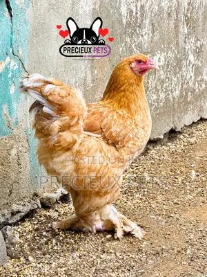 Brahama Chickens