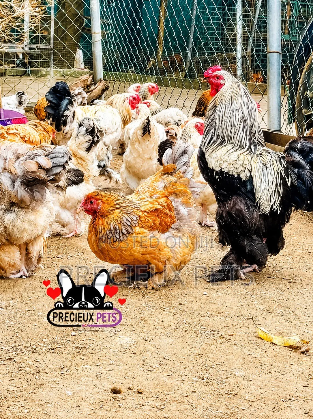 Brahama Chickens