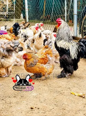 Brahama Chickens