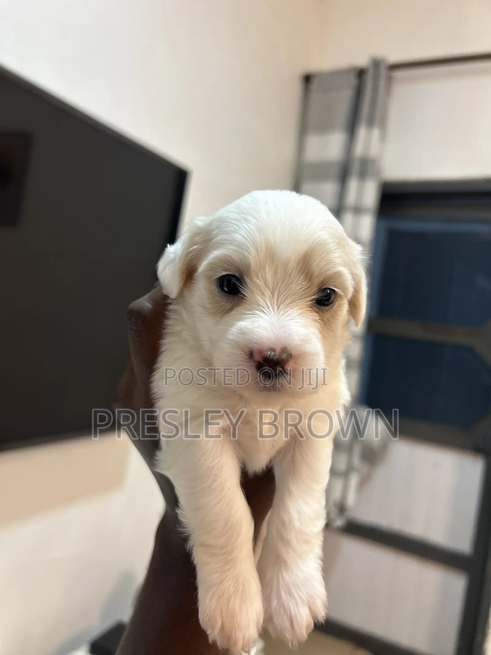 1-3 months Female Mixed Breed Maltipoo