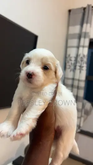 1-3 months Female Mixed Breed Maltipoo