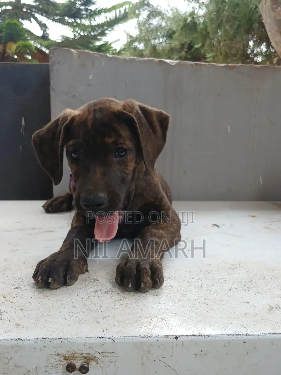 1-3 months Female Purebred Boerboel