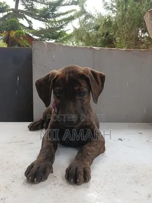1-3 months Female Purebred Boerboel