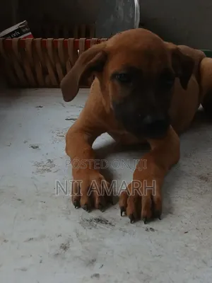 1-3 months Female Purebred Boerboel
