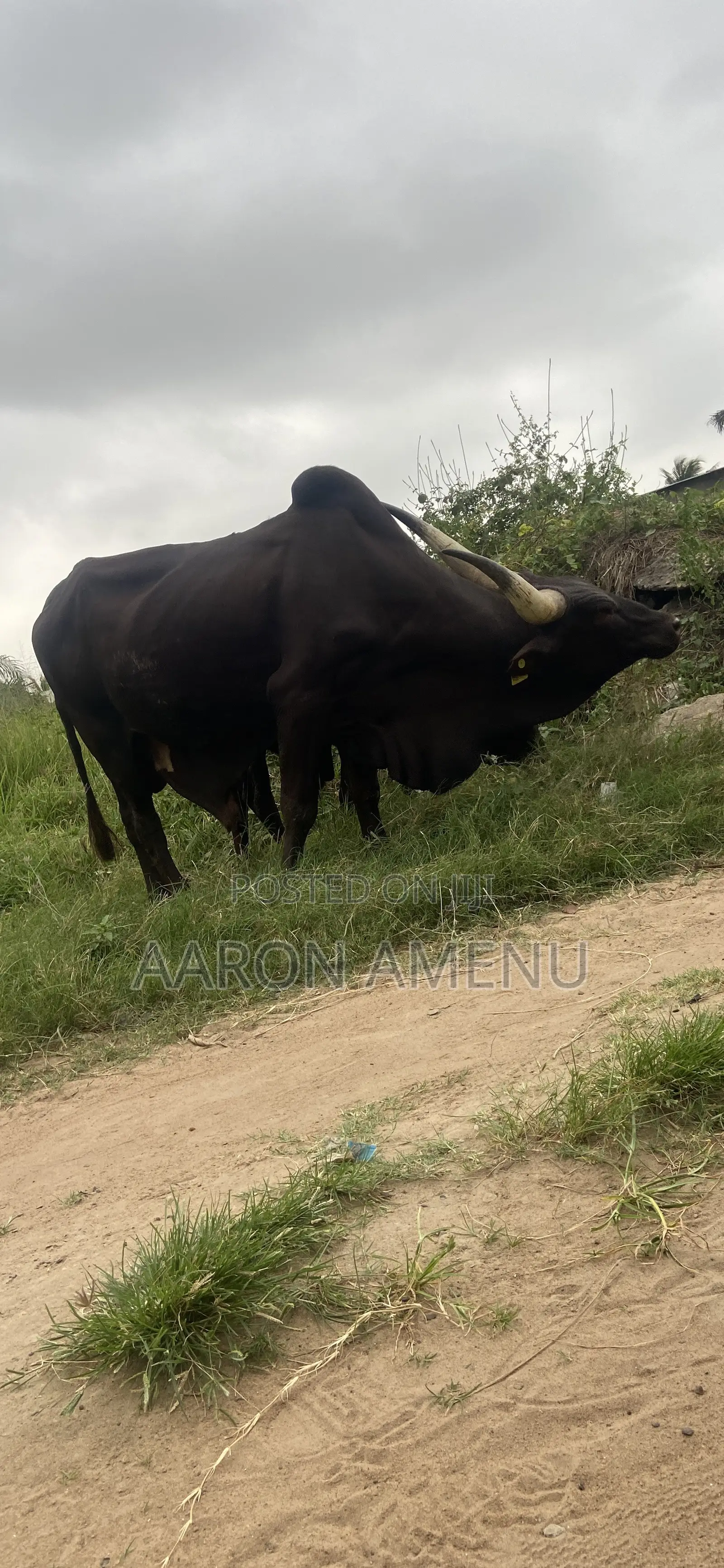 I Have Cows, Goat,sheep and Other Livestock Call Let Make a Good Deal