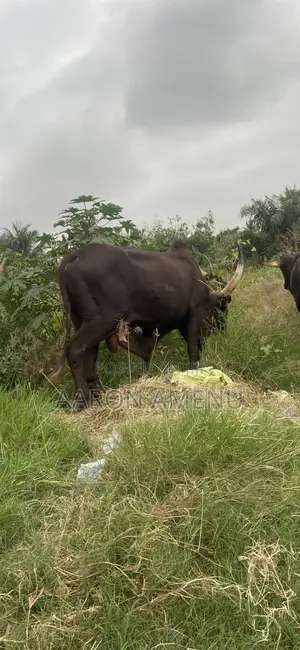 I Have Cows, Goat,sheep and Other Livestock Call Let Make a Good Deal