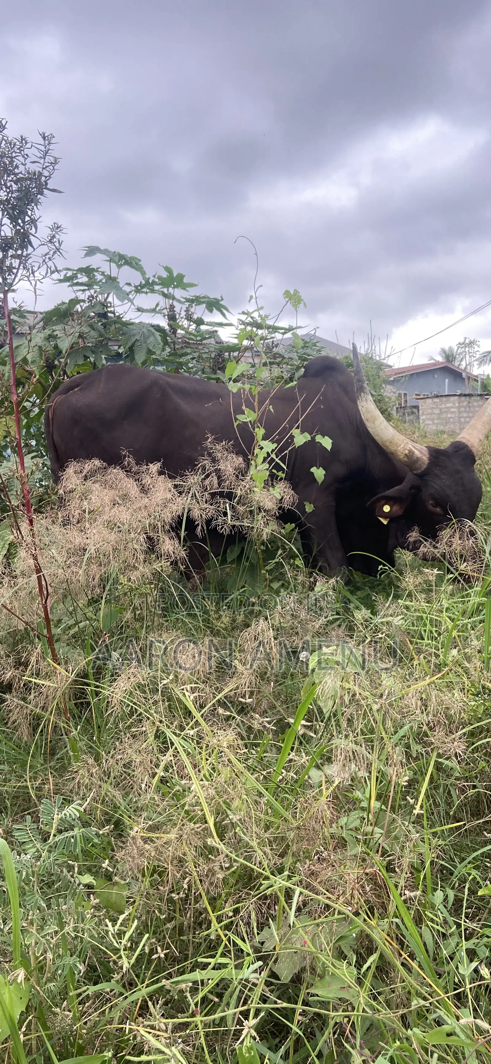 I Have Cows, Goat,sheep and Other Livestock Call Let Make a Good Deal