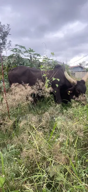 I Have Cows, Goat,sheep and Other Livestock Call Let Make a Good Deal
