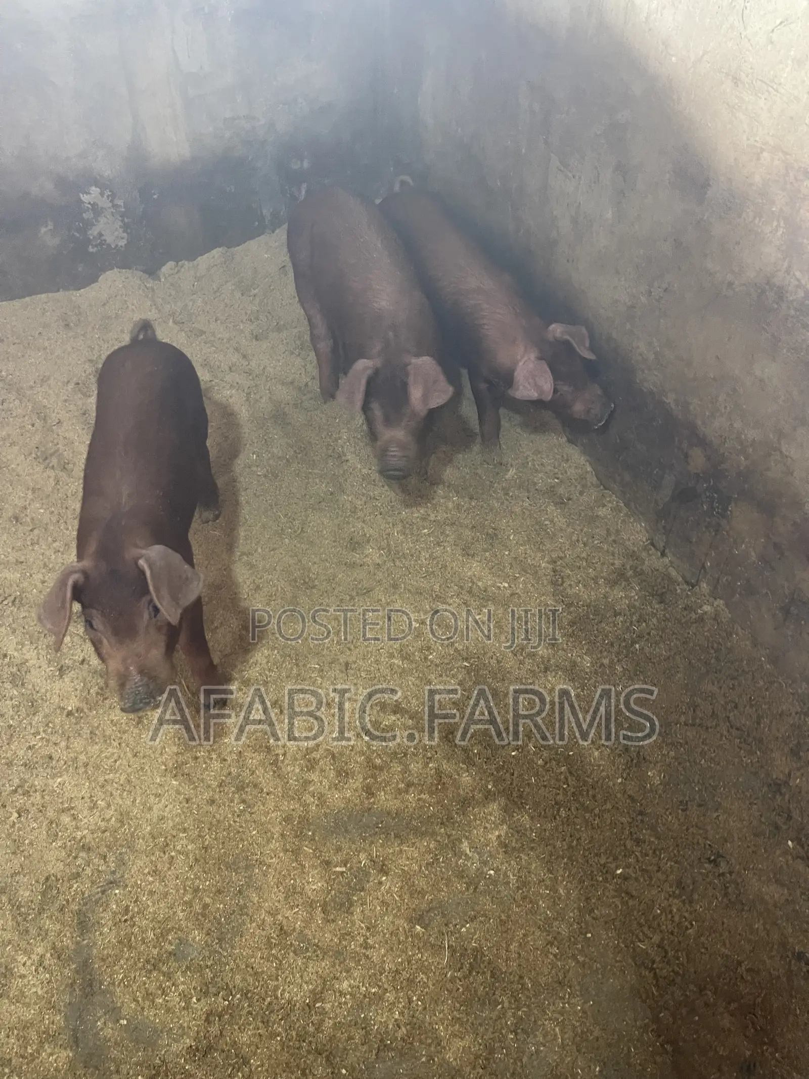 Piglets for Sale