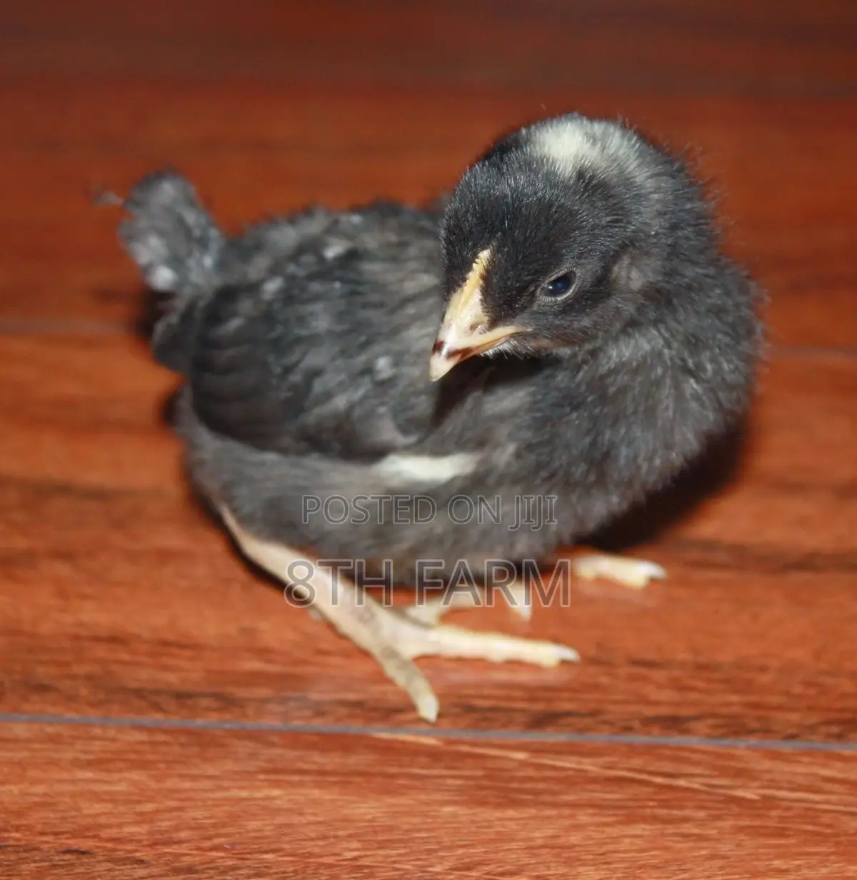Day Old Plymouth Rock