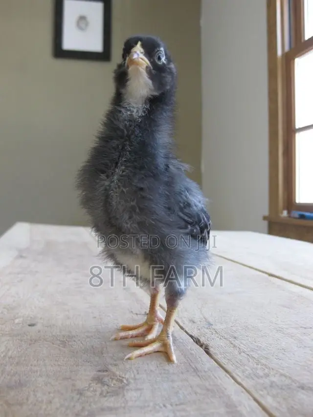 Day Old Plymouth Rock
