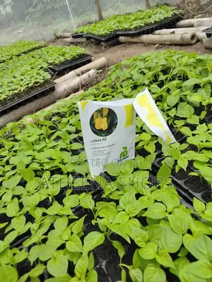 Mawenzili and Loleza Habanero Seeds