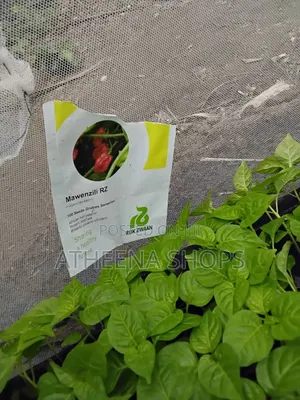 Mawenzili and Loleza Habanero Seeds