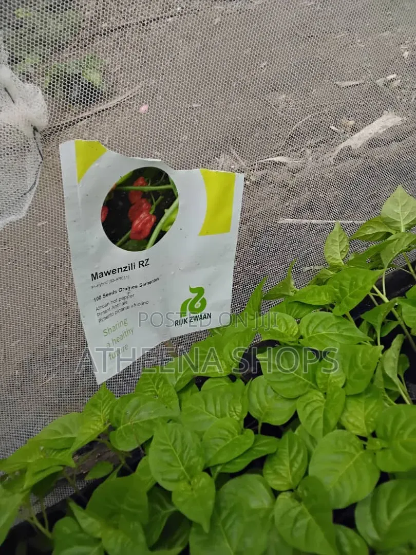 Mawenzili and Loleza Habanero Seeds