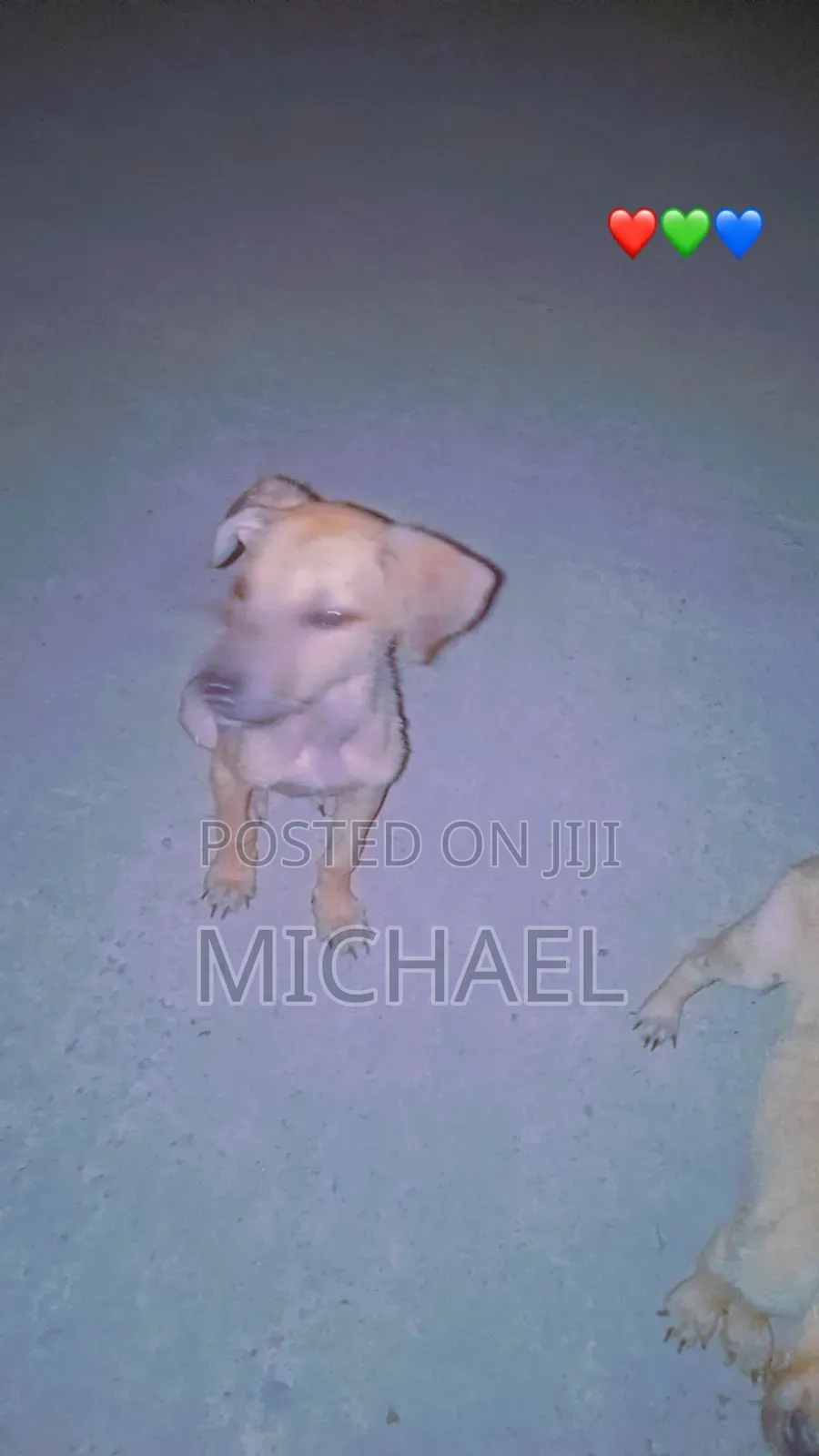 6-12 months Female Mixed Breed Azawakh