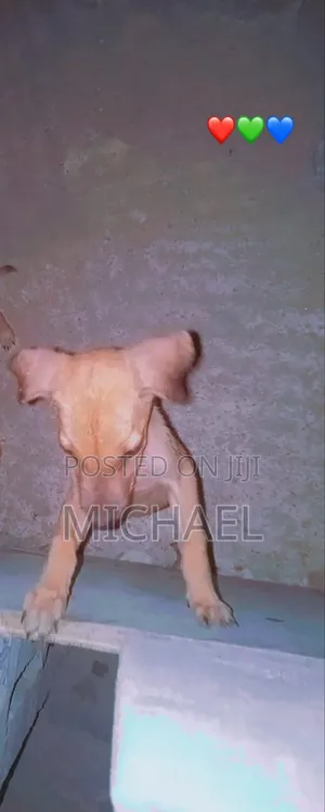 6-12 months Female Mixed Breed Azawakh