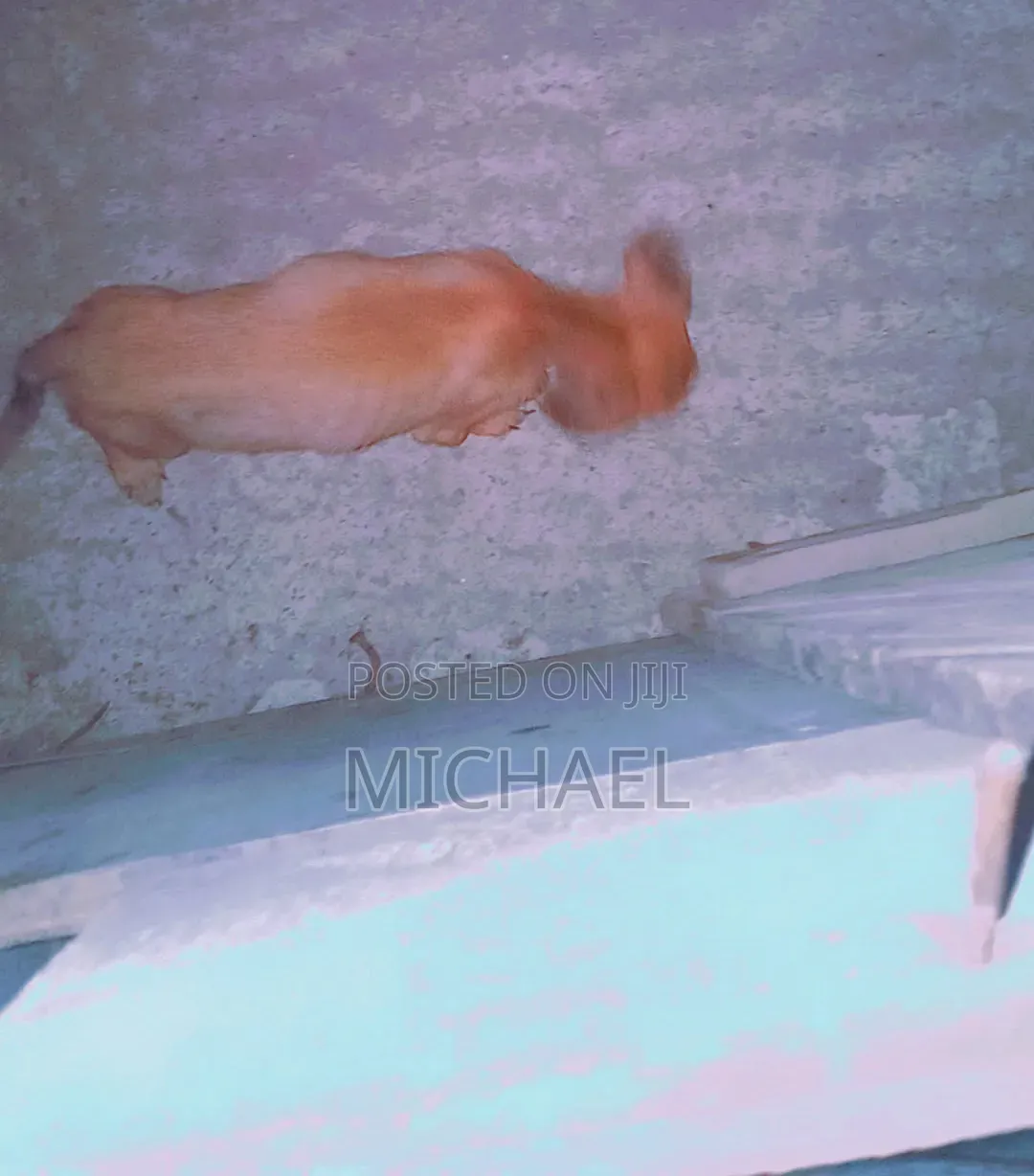 6-12 months Female Mixed Breed Azawakh