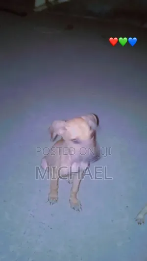 6-12 months Female Mixed Breed Azawakh