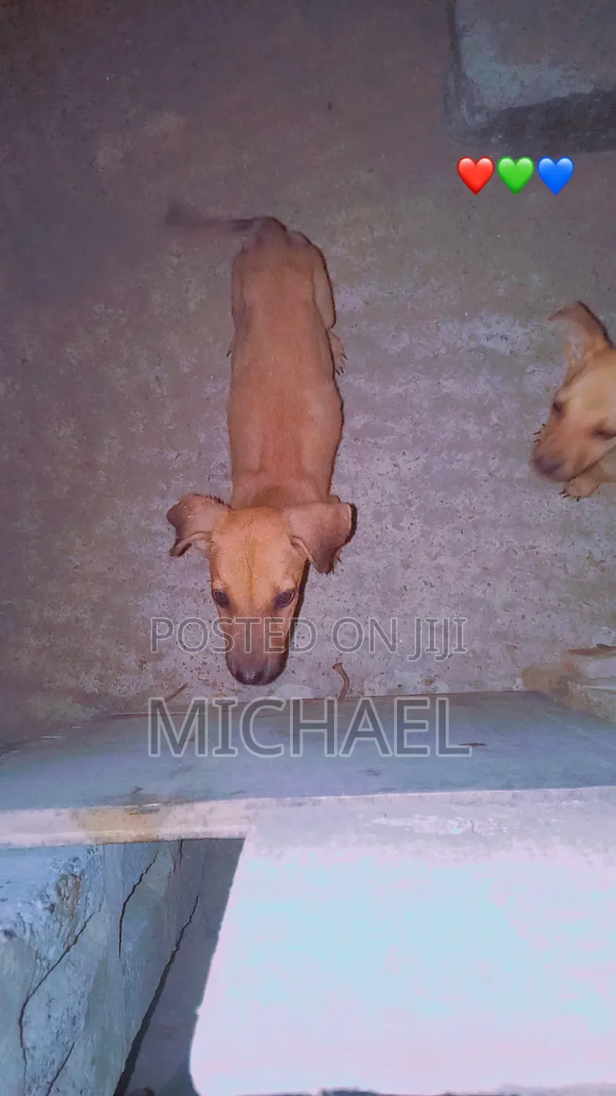 6-12 months Female Mixed Breed Azawakh