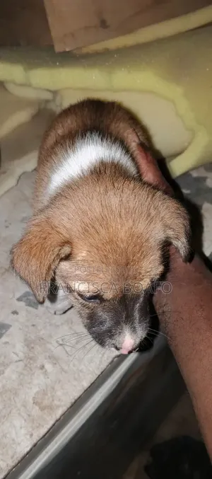 1-3 months Male Mixed Breed Poodle