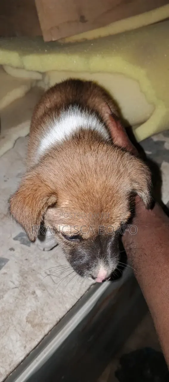 1-3 months Male Mixed Breed Poodle