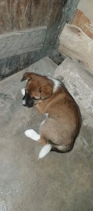 1-3 months Male Mixed Breed Poodle