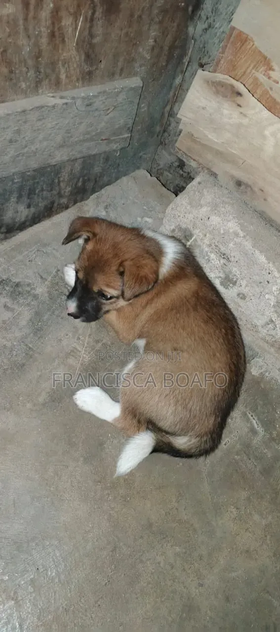1-3 months Male Mixed Breed Poodle