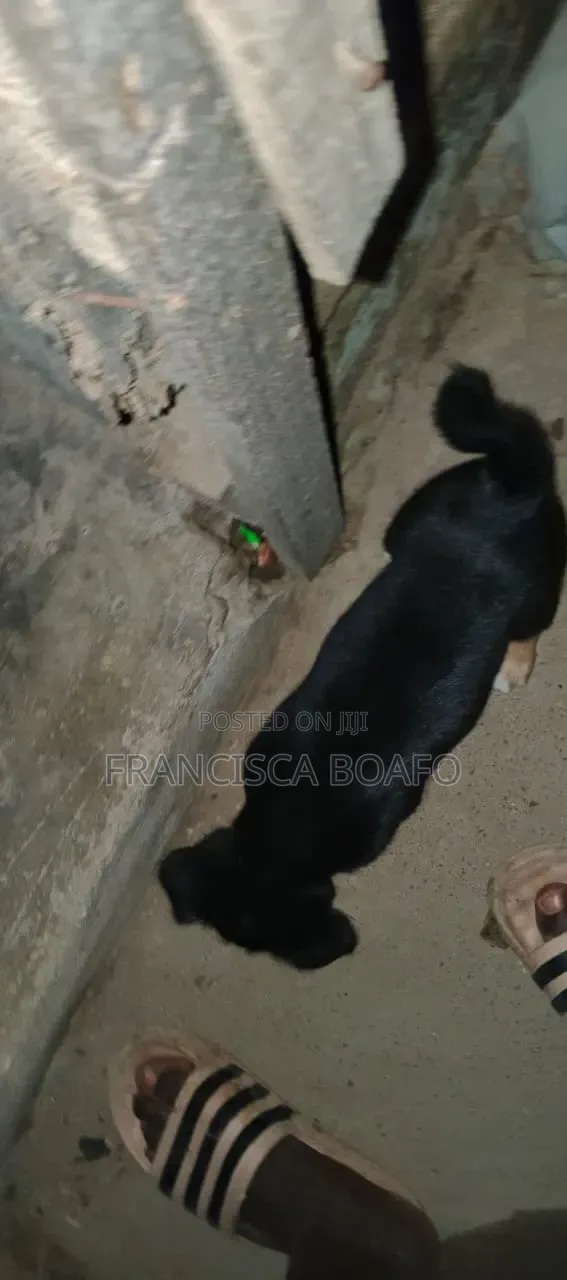 1-3 months Male Mixed Breed Poodle