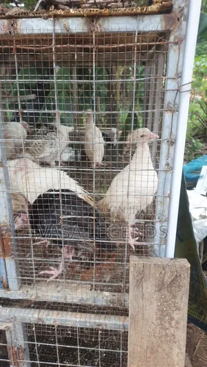 1 Month Old Turkeys