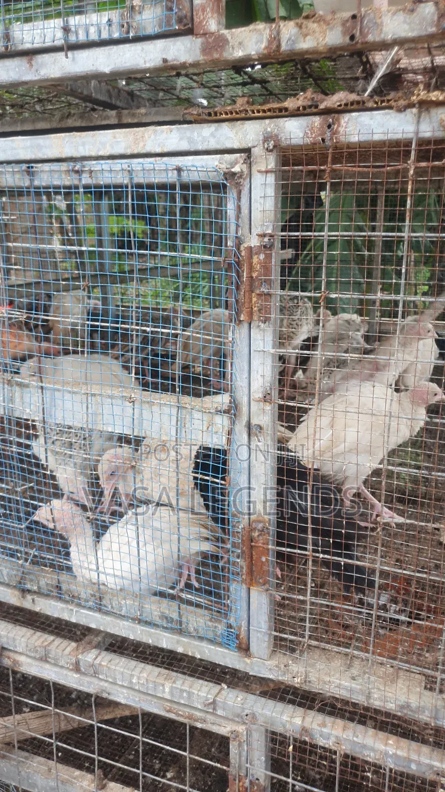 1 Month Old Turkeys