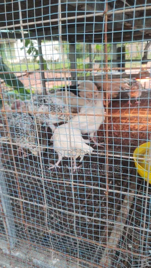 1 Month Old Turkeys