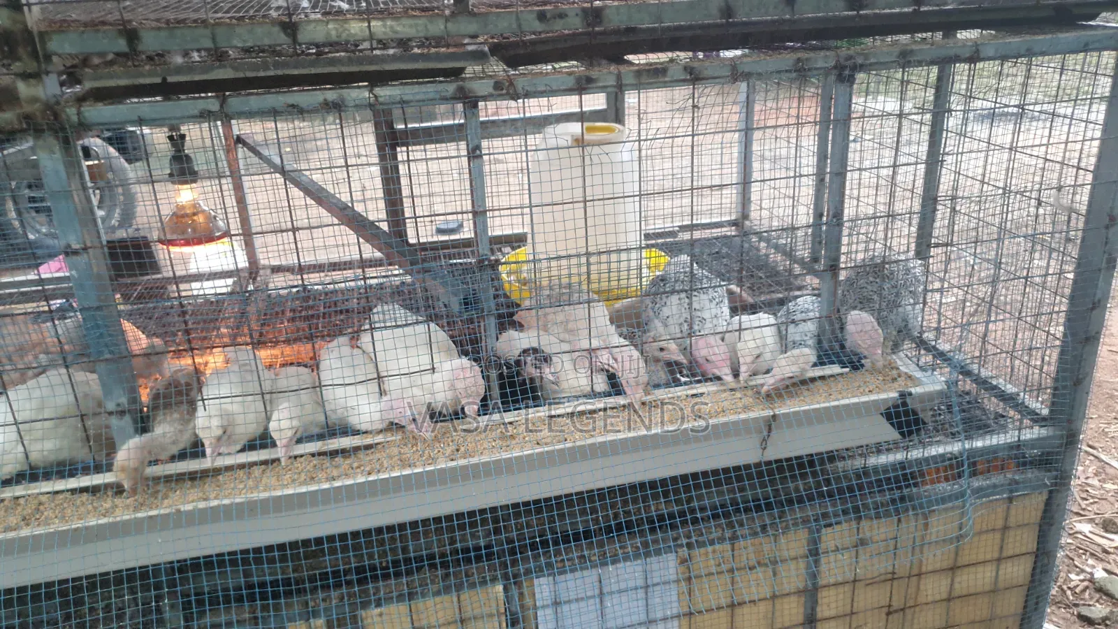 1 Month Old Turkeys