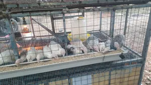 1 Month Old Turkeys