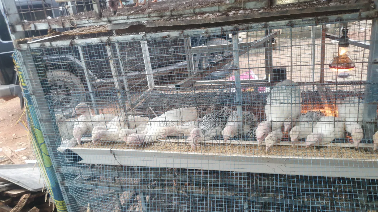 1 Month Old Turkeys
