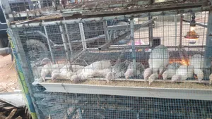1 Month Old Turkeys