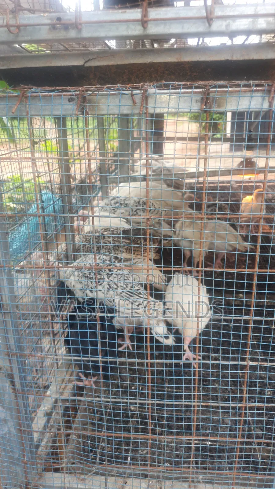 1 Month Old Turkeys