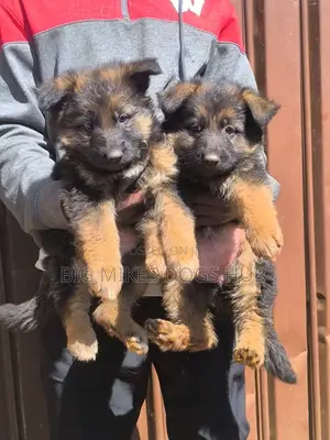1-3 months Male Purebred German Shepherd