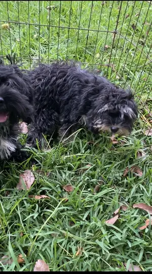 3-6 months Male Mixed Breed Shih Tzu