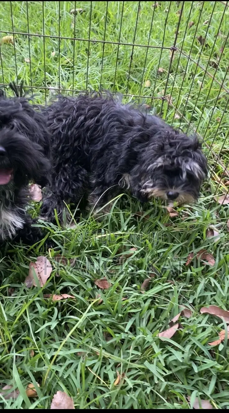 3-6 months Male Mixed Breed Shih Tzu