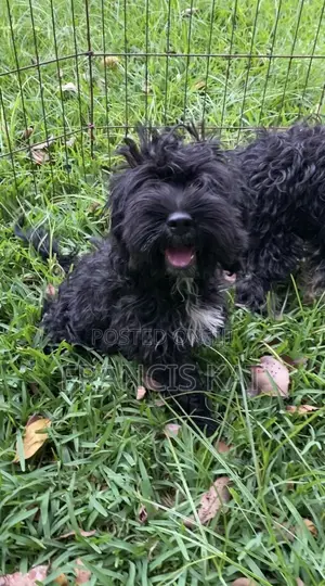 3-6 months Male Mixed Breed Shih Tzu